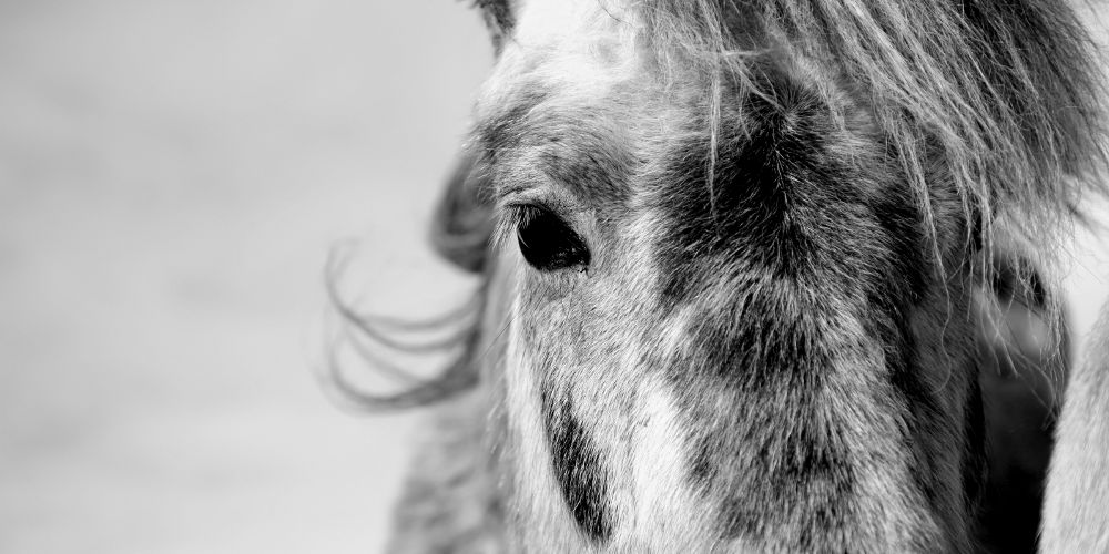 Icelandic horses portraits