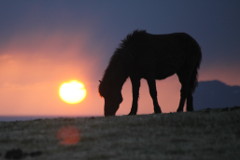 Horses at sunset, Tumabrekka, Iceland 2013